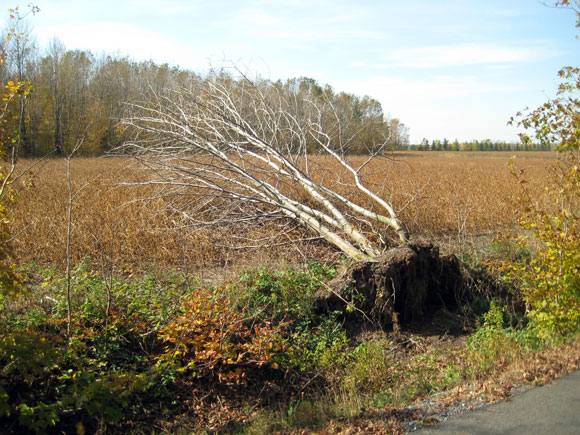 Arbre déraciné