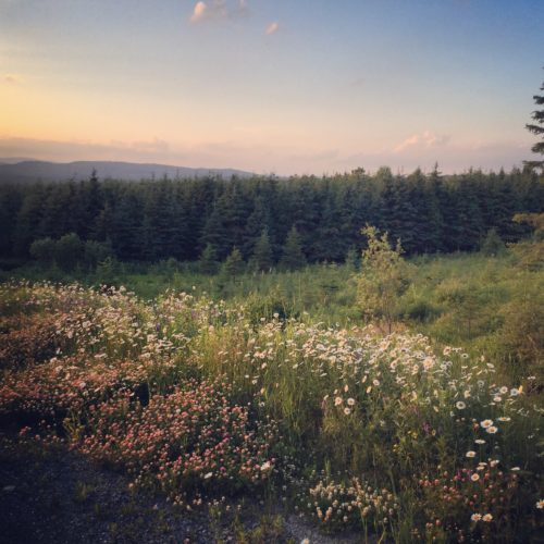 La forêt enchantée